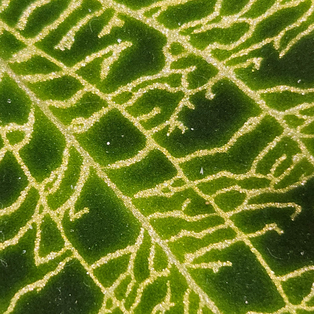 Close-up of a leaf with intricate vein patterns on a green background