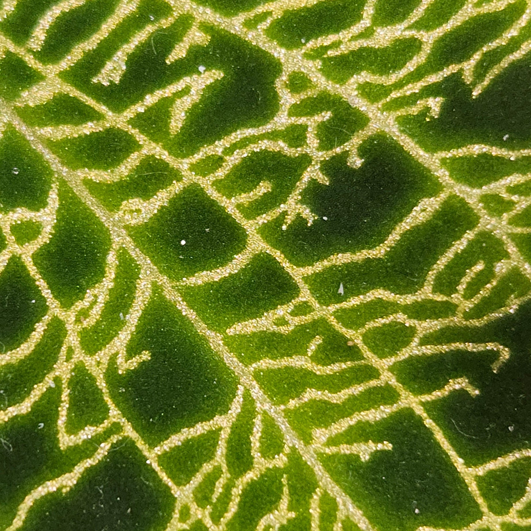 Close-up of a leaf with intricate vein patterns on a green background