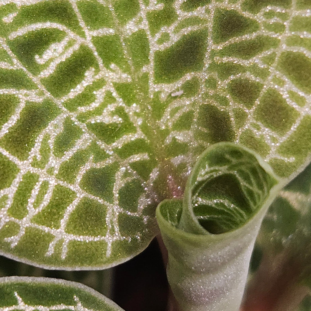 Macodes petola Jewel Orchid (Medium)