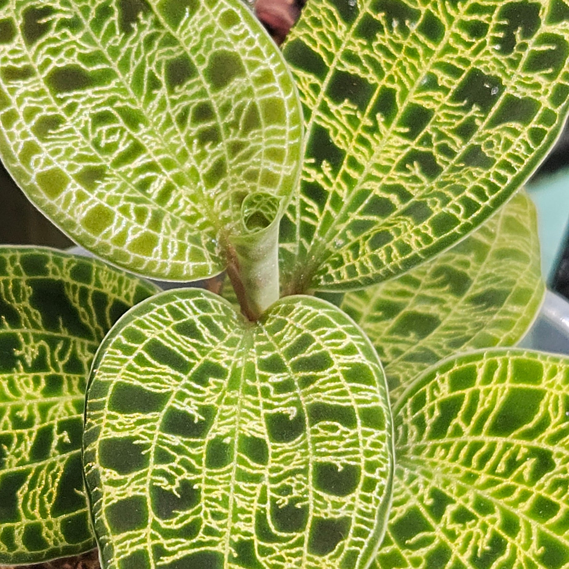 Macodes petola Jewel Orchid (Large)