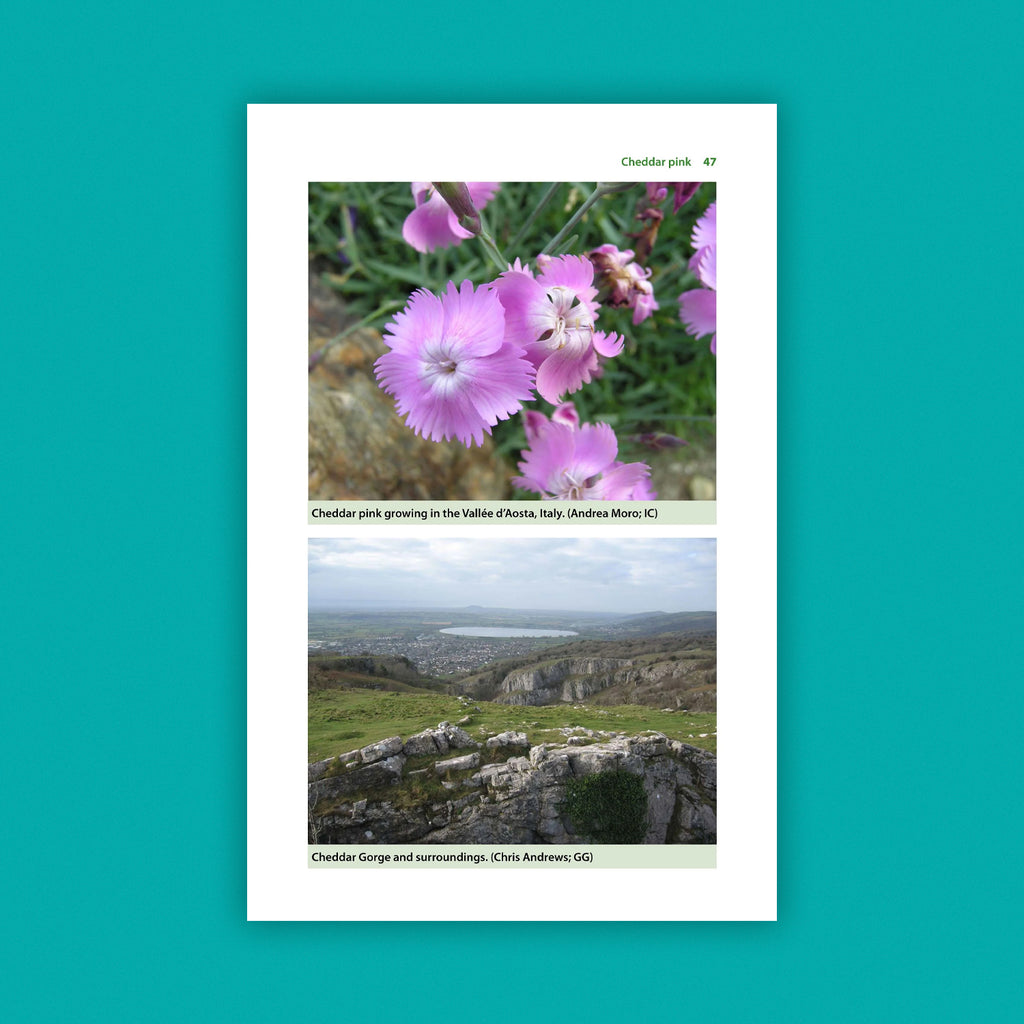 A Guide to Britain’s Rarest Plants