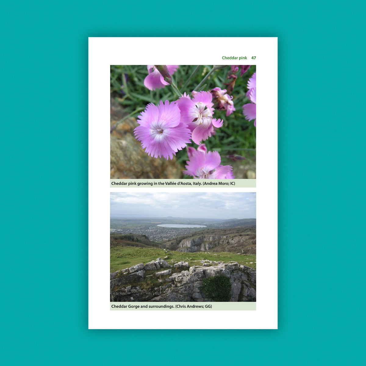 A Guide to Britain’s Rarest Plants