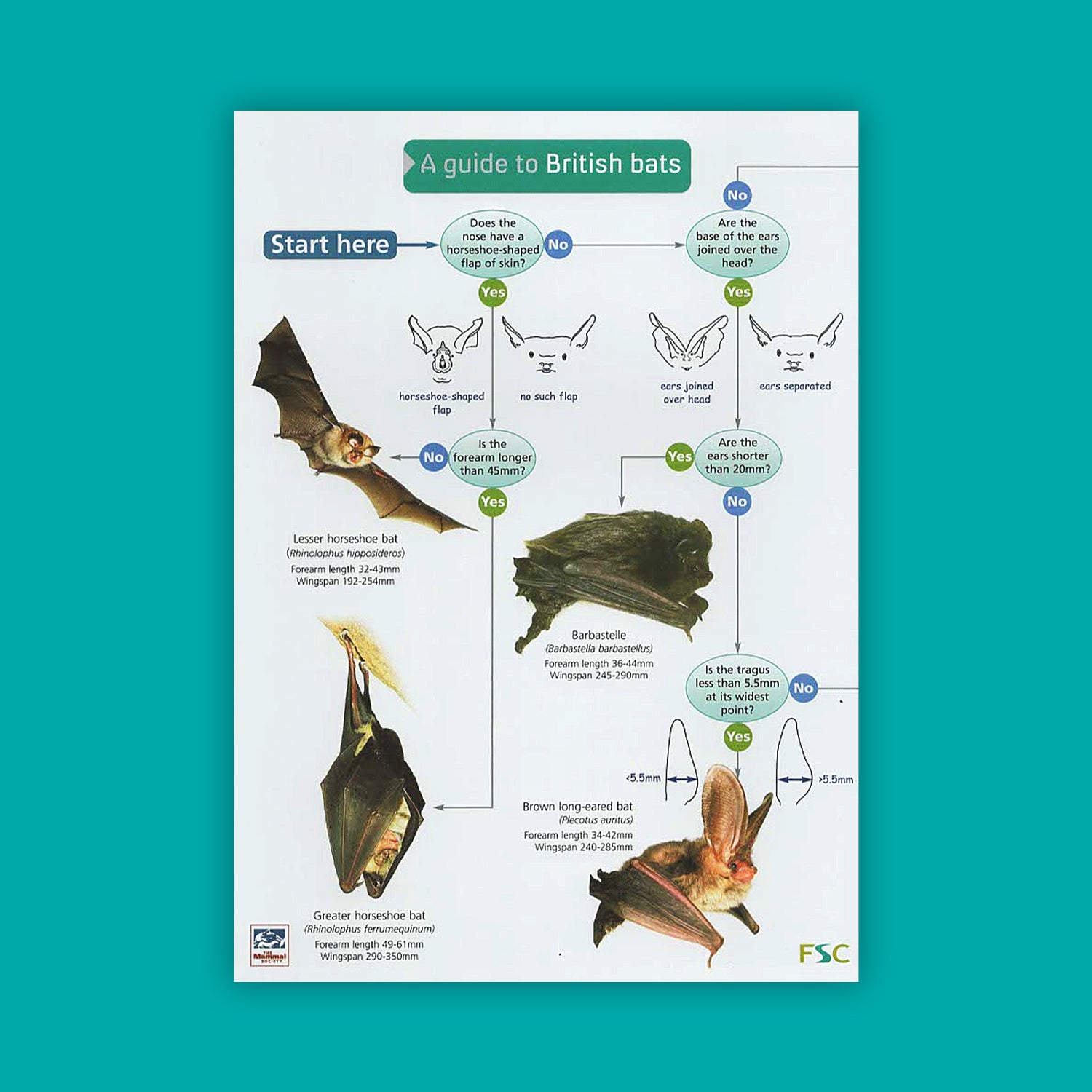 A Guide to British Bats - FSC Guide