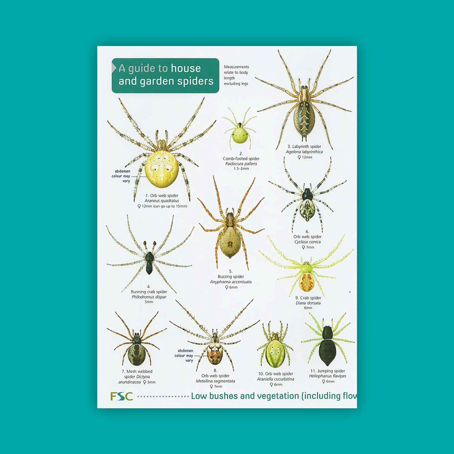A Guide to House and Garden Spiders - FSC Guide