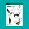 British Bats WildID guide (OP65)