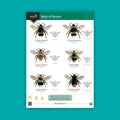 Bees of Britain WildID guide