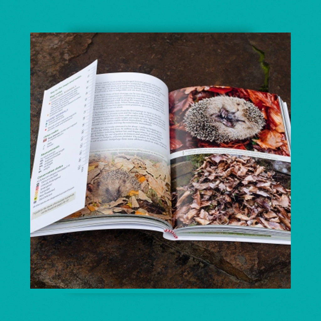 WildGuides: Britain's Mammals Updated Edition: A Field Guide to the Mammals of Great Britain and Ireland