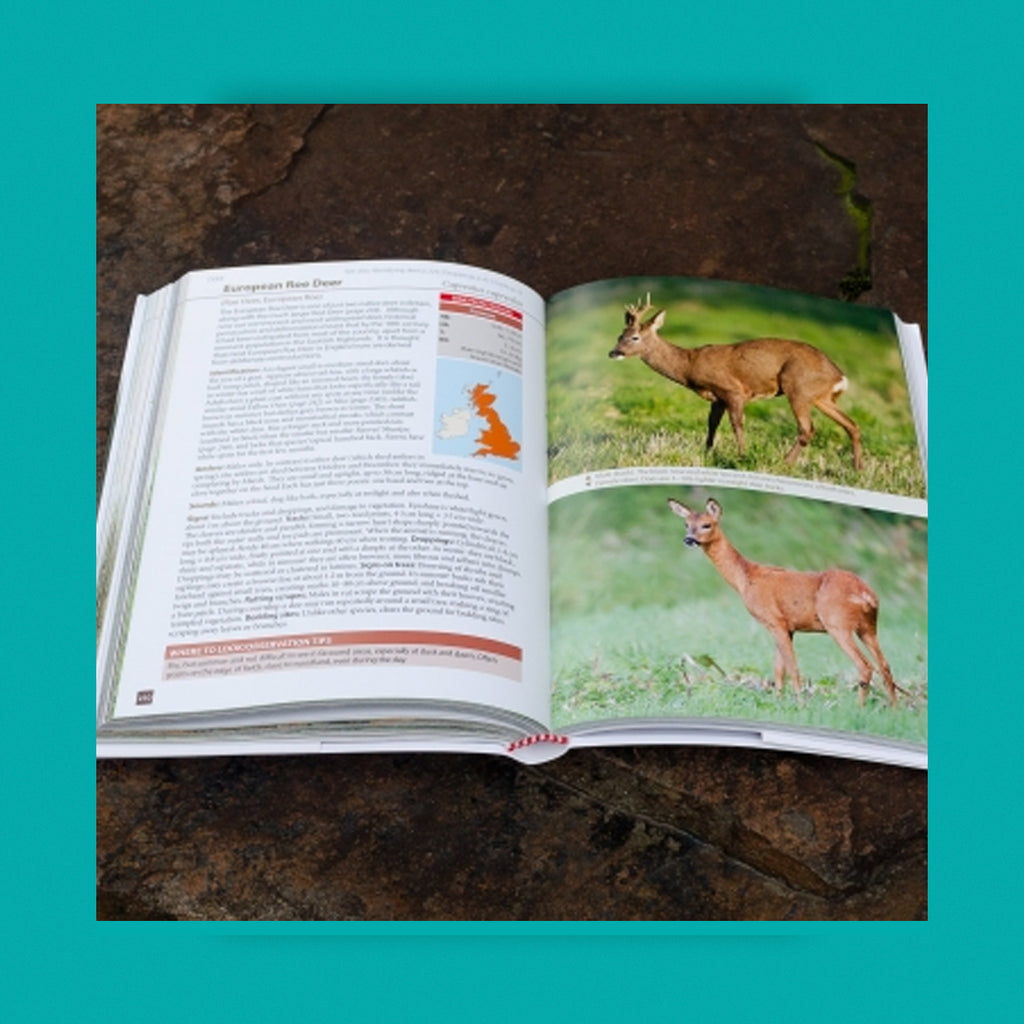 WildGuides: Britain's Mammals Updated Edition: A Field Guide to the Mammals of Great Britain and Ireland