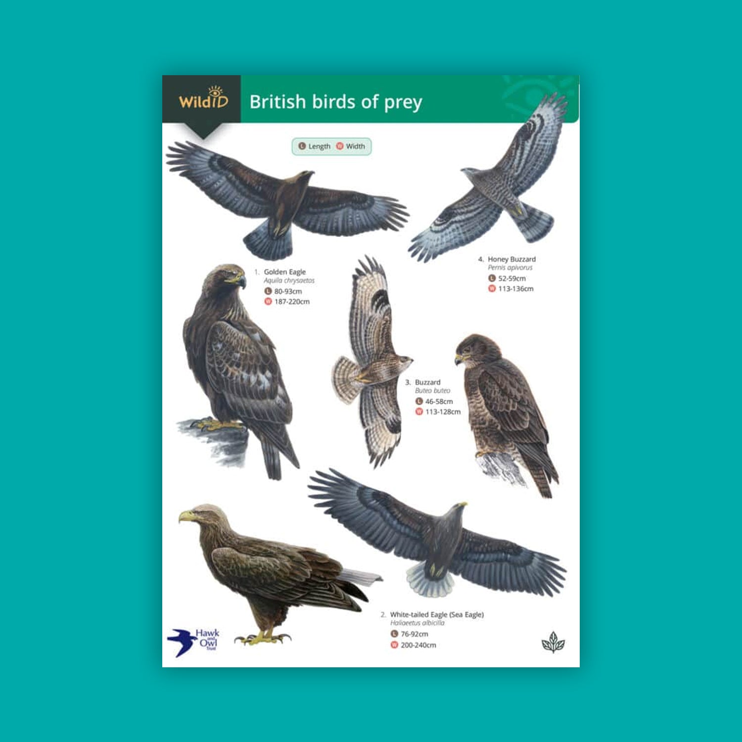 British Birds of Prey WildID guide