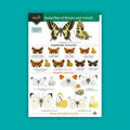 Butterflies of Britain and Ireland WildID guide