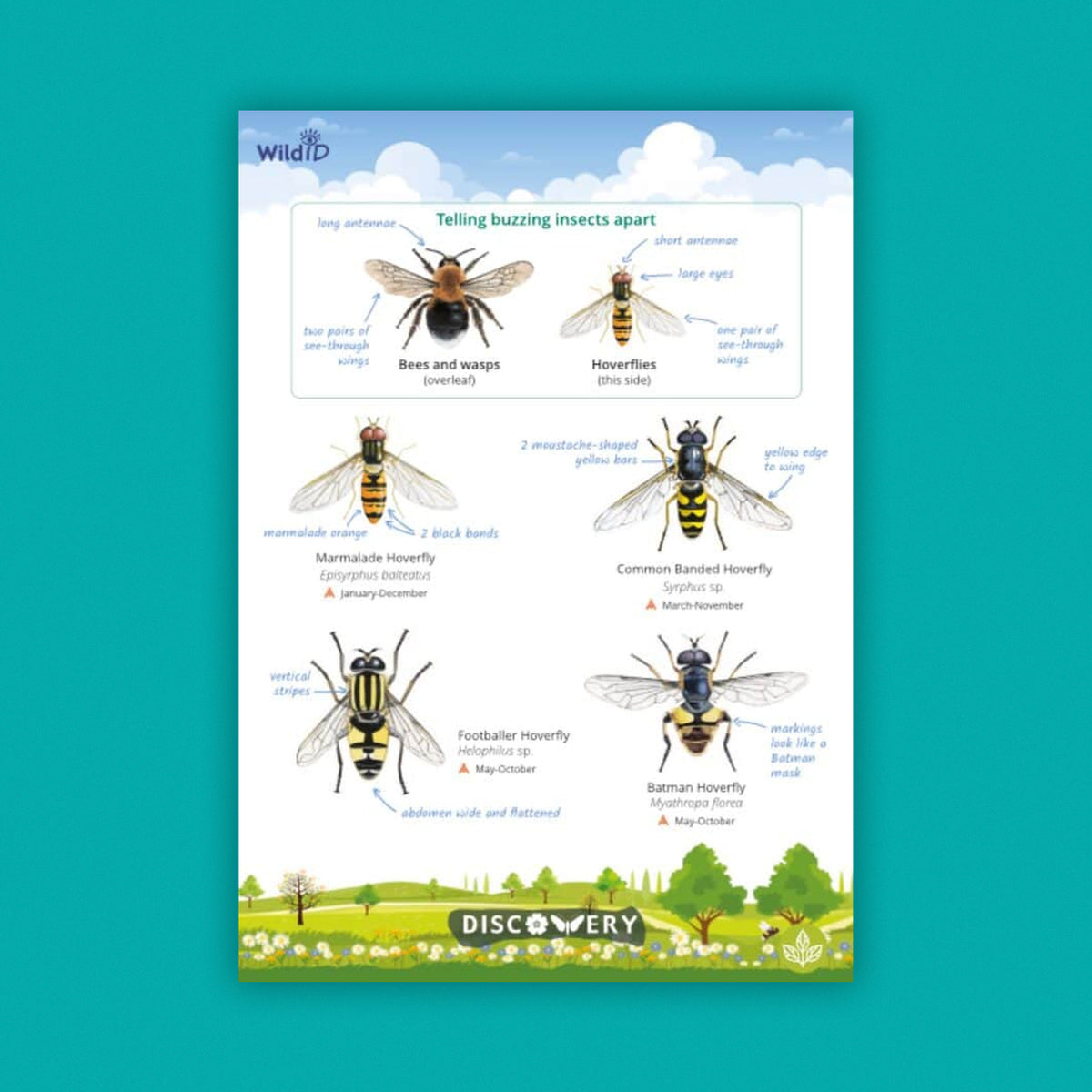 WildID Discovery Guides: Buzzing Insects (FSC) DG04
