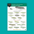 Caterpillars of Butterflies of Britain & Ireland WildID guide