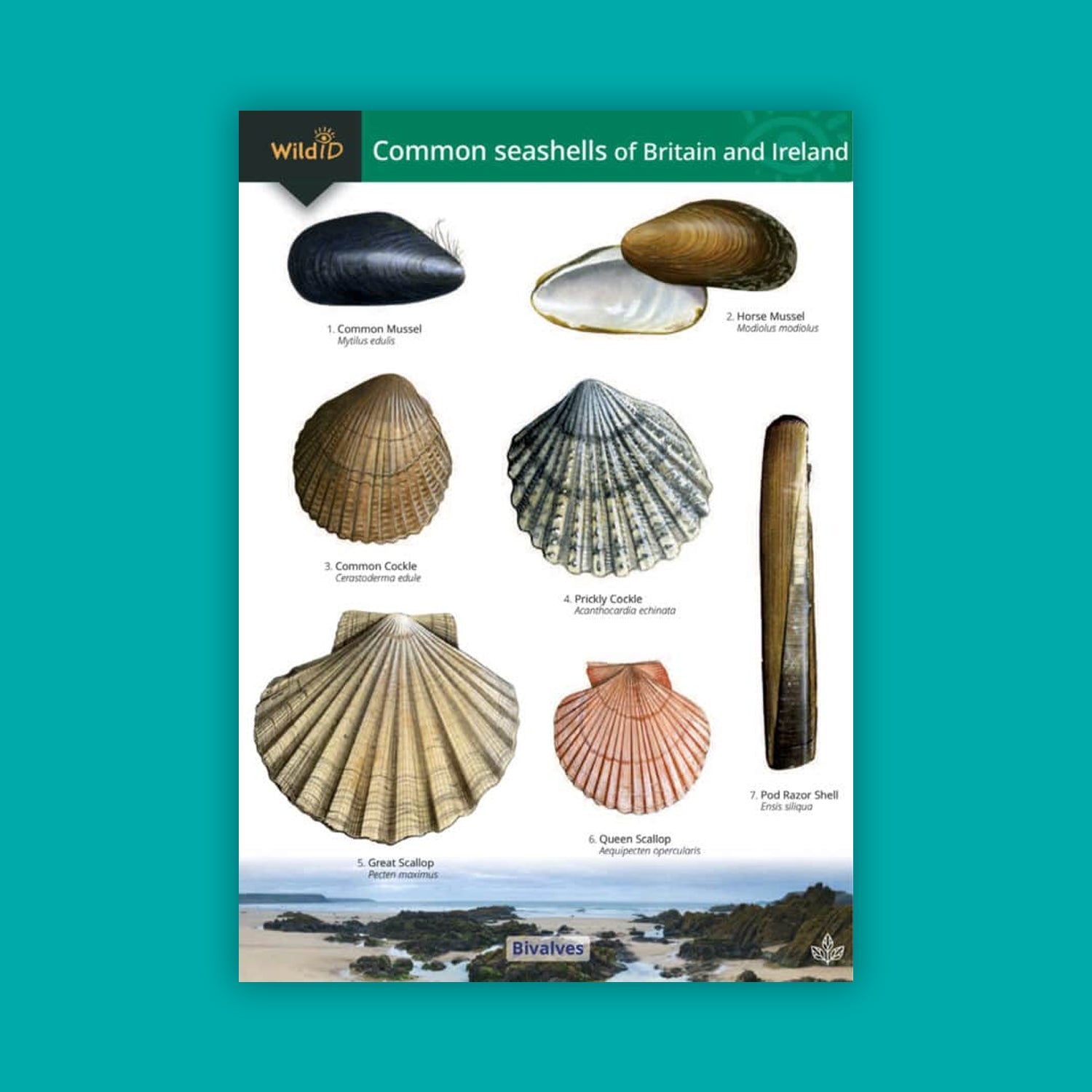 Common Seashells of Britain and Ireland WildID guide