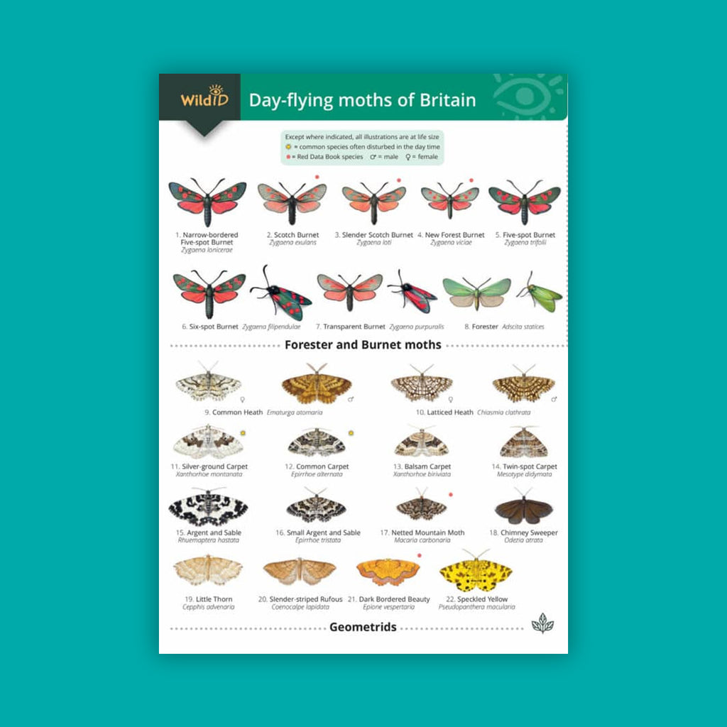 WildID Butterfly and Day-flying Moth Bundle