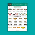 Day-flying Moths WildID guide