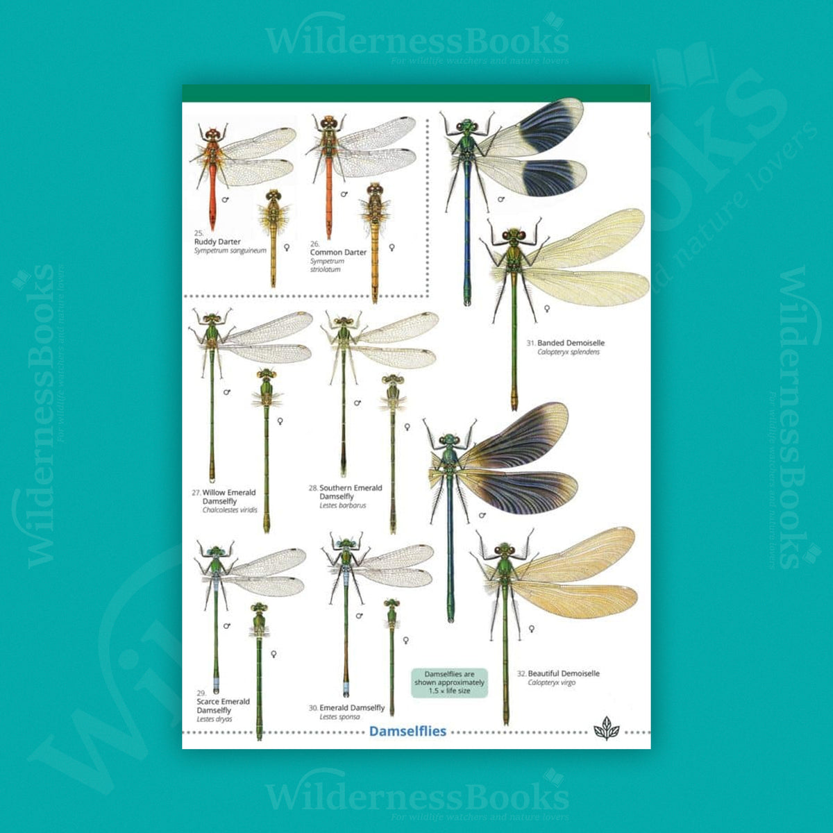 Dragonflies and Damselflies WildID guide (OP207)