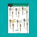 Dragonflies and Damselflies WildID guide (OP207)
