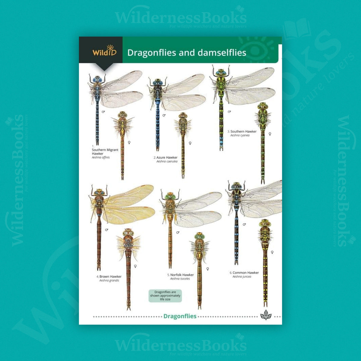 Dragonflies and Damselflies WildID guide (OP207)