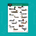 Ducks geese and swans WildID guide (OP183)