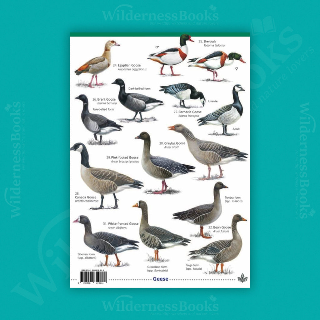 Ducks geese and swans WildID guide (OP183)