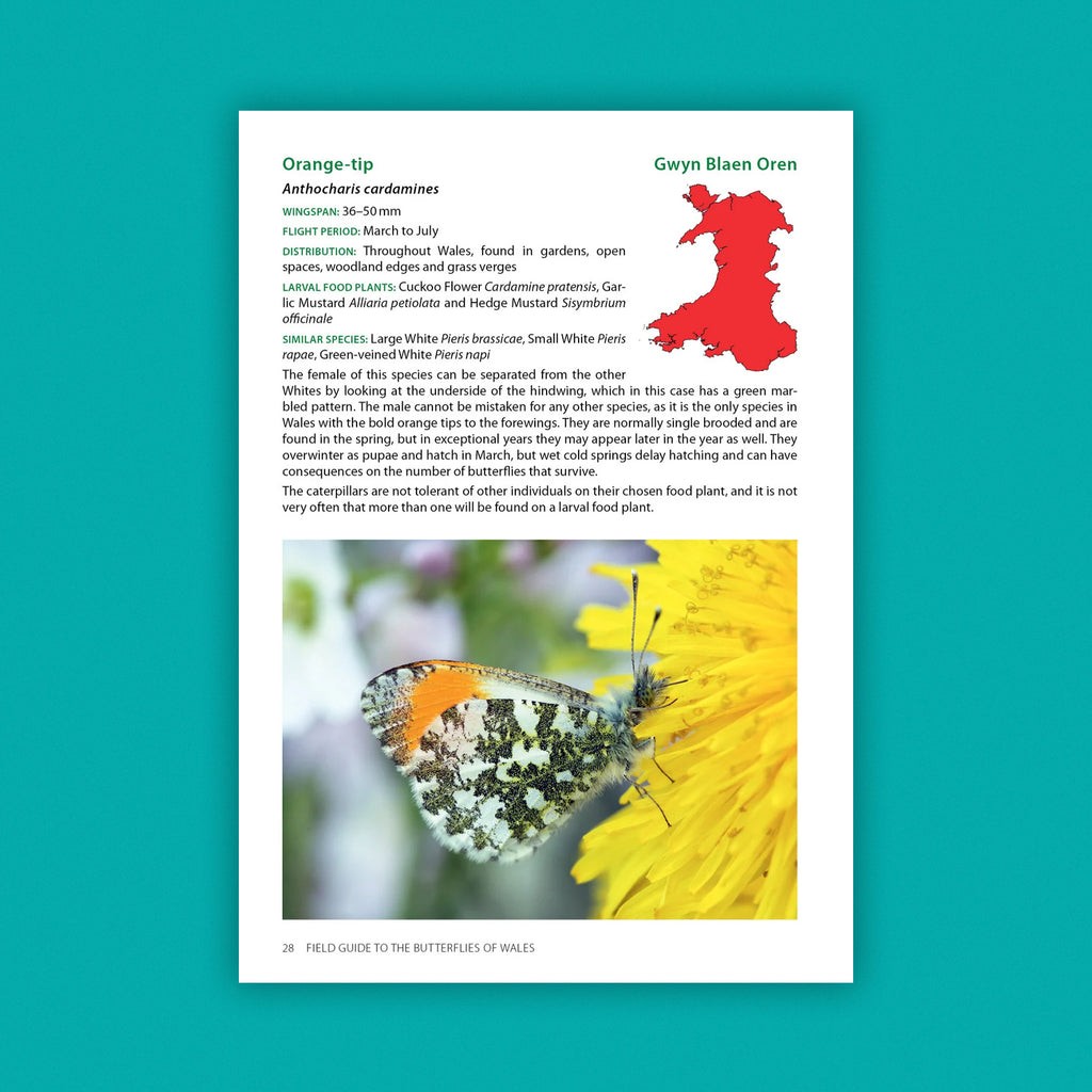 Field Guide to the Butterflies of Wales