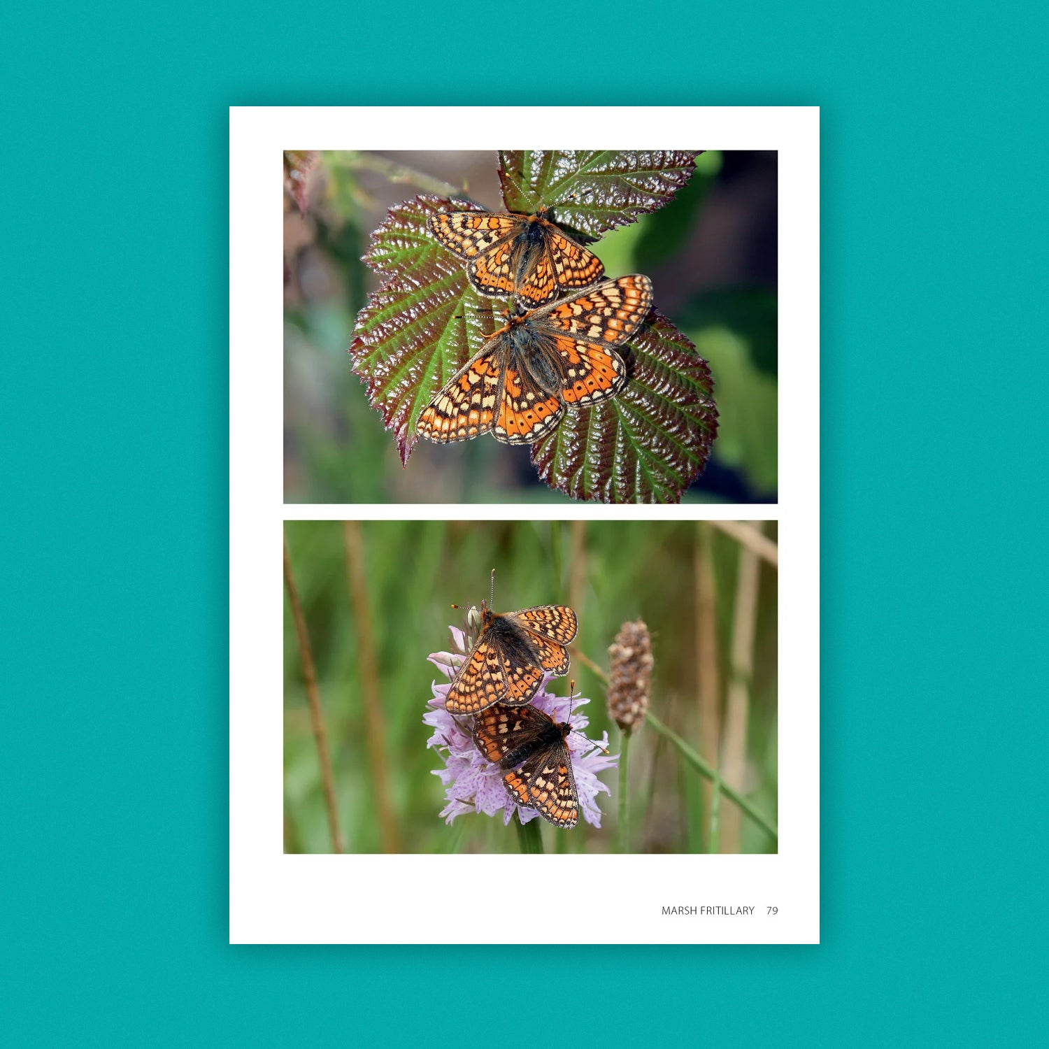 Field Guide to the Butterflies of Wales