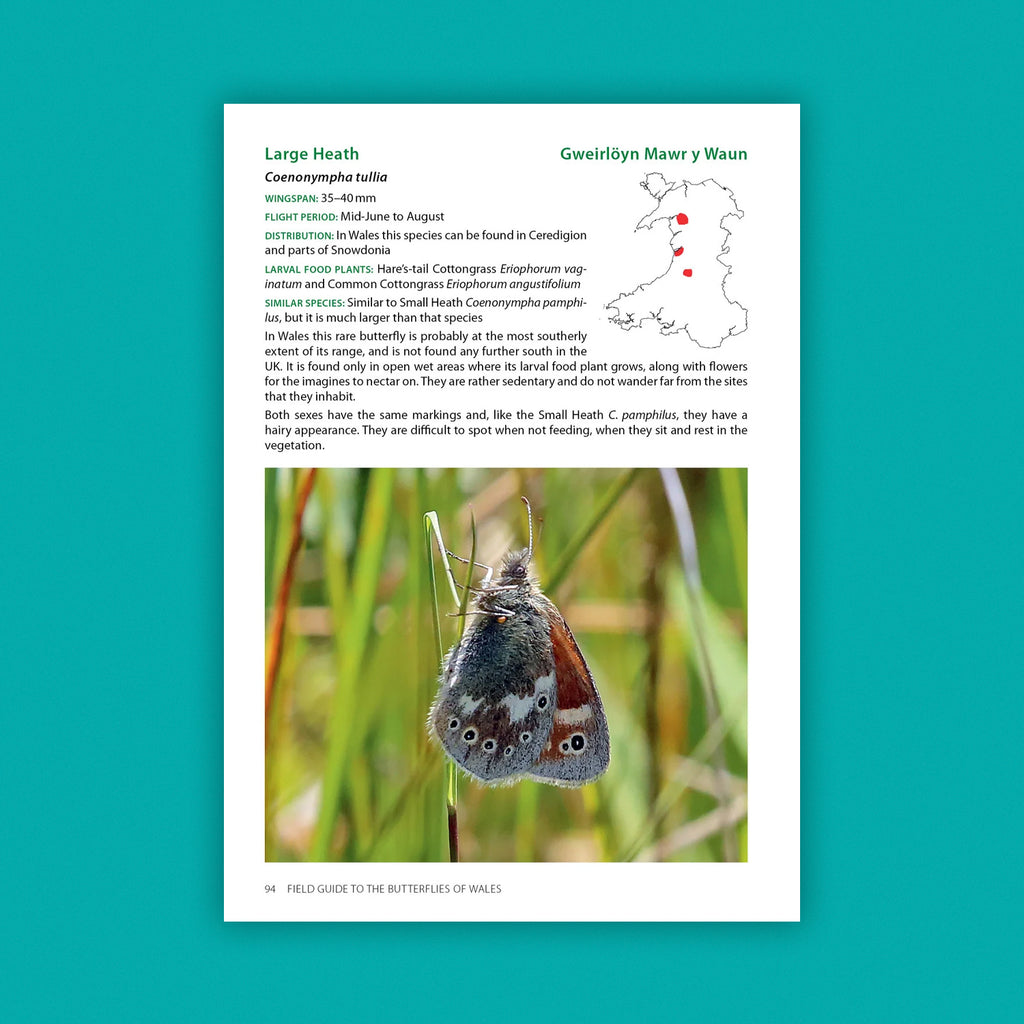 Field Guide to the Butterflies of Wales