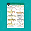 British Freshwater Fishes WildID guide (OP110)