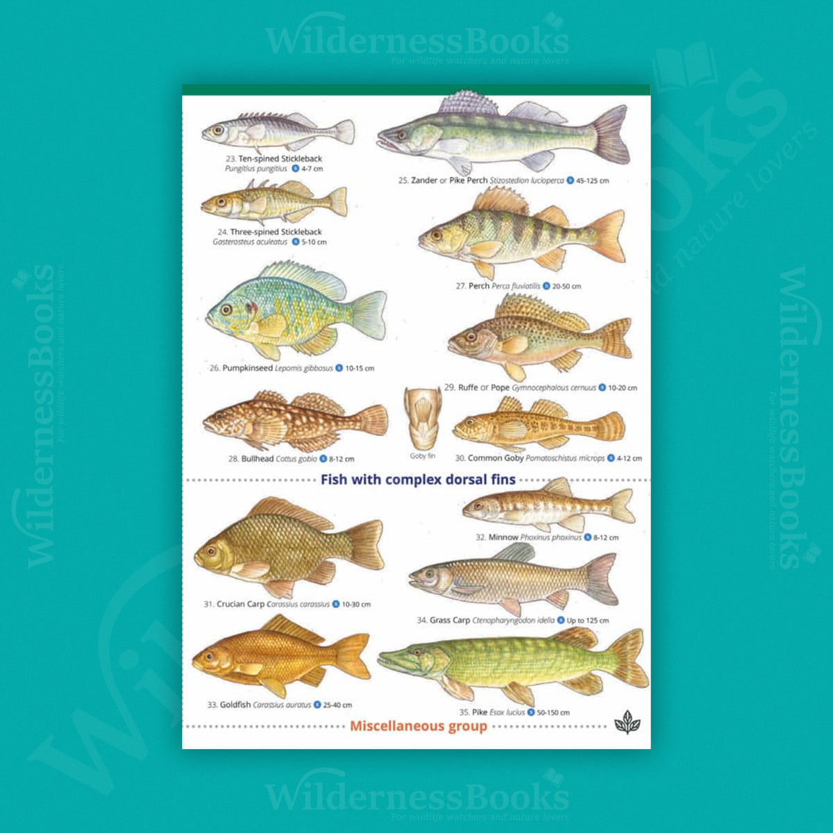 British Freshwater Fishes WildID guide (OP110)