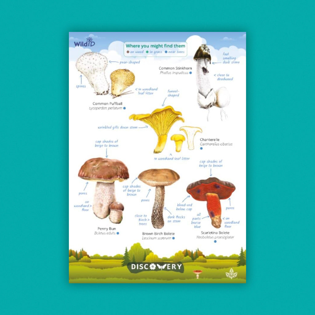 WildID Discovery Guides: Fungi (FSC) DG05