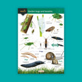 Garden Bugs and Beasties WildID guide