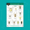 House and Garden Spiders WildID guide (OP69)