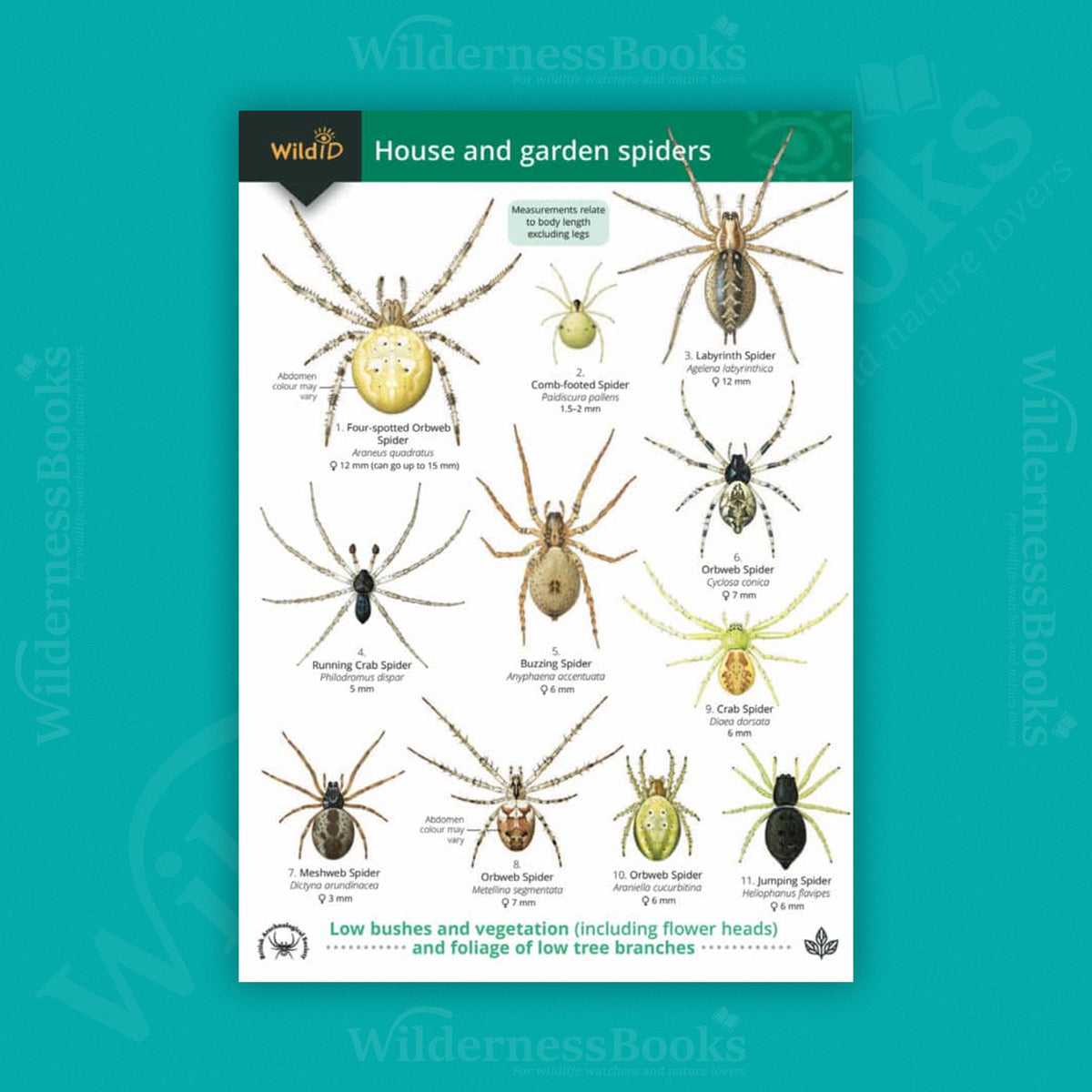 House and Garden Spiders WildID guide (OP69)