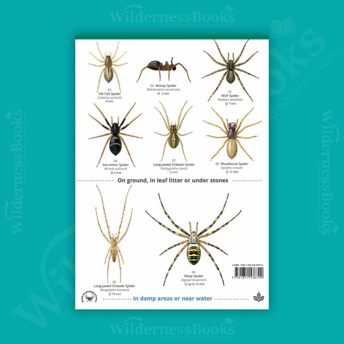 House and Garden Spiders WildID guide (OP69)
