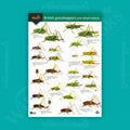 British Grasshoppers WildID guide (OP54)