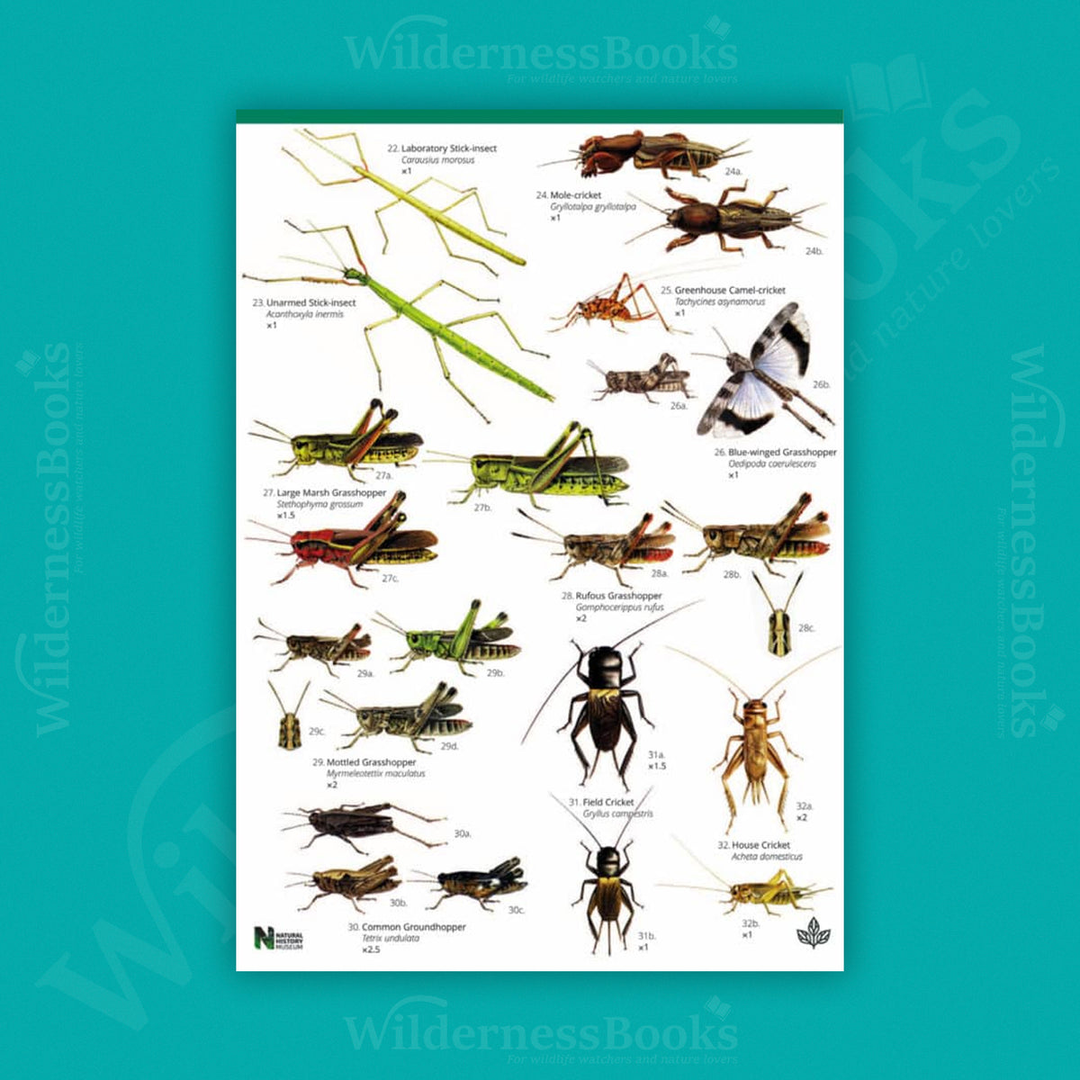 British Grasshoppers WildID guide (OP54)