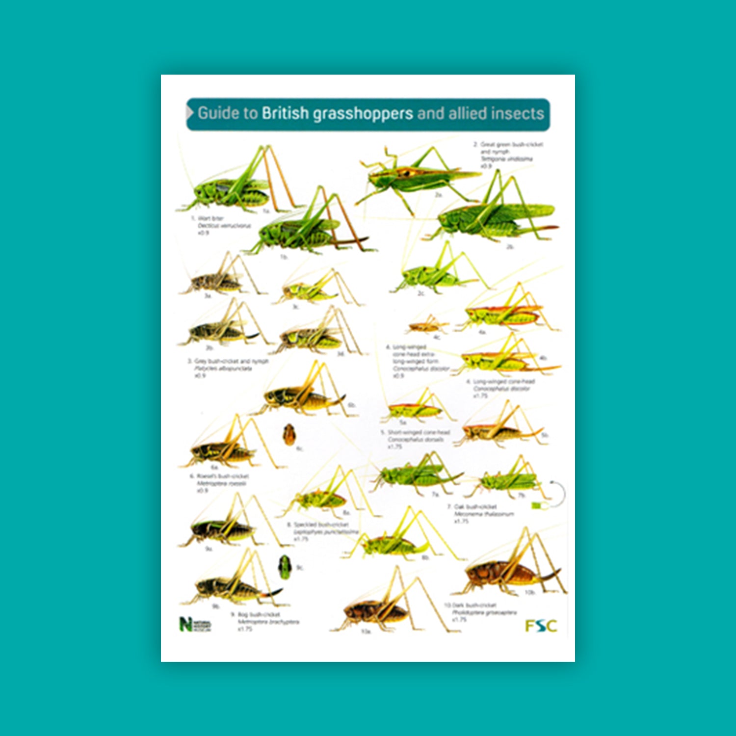 Guide to British Grasshoppers and Allied Insects - FSC Guide