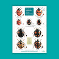 Guide to Ladybirds of the British Isles - FSC Guide