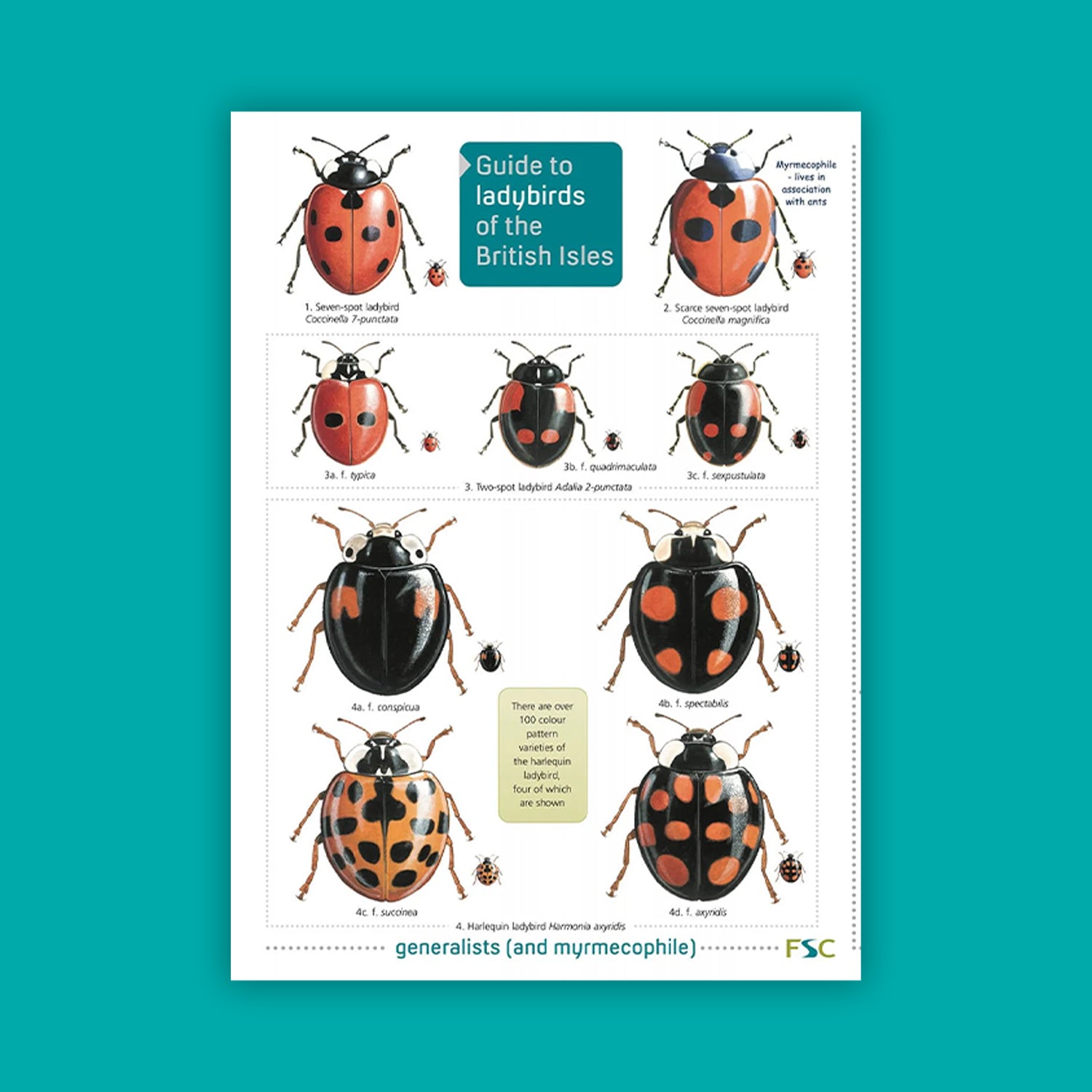 Guide to Ladybirds of the British Isles - FSC Guide