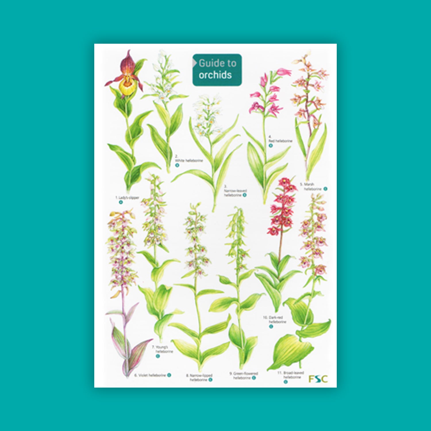 Guide to Orchids - FSC Guide