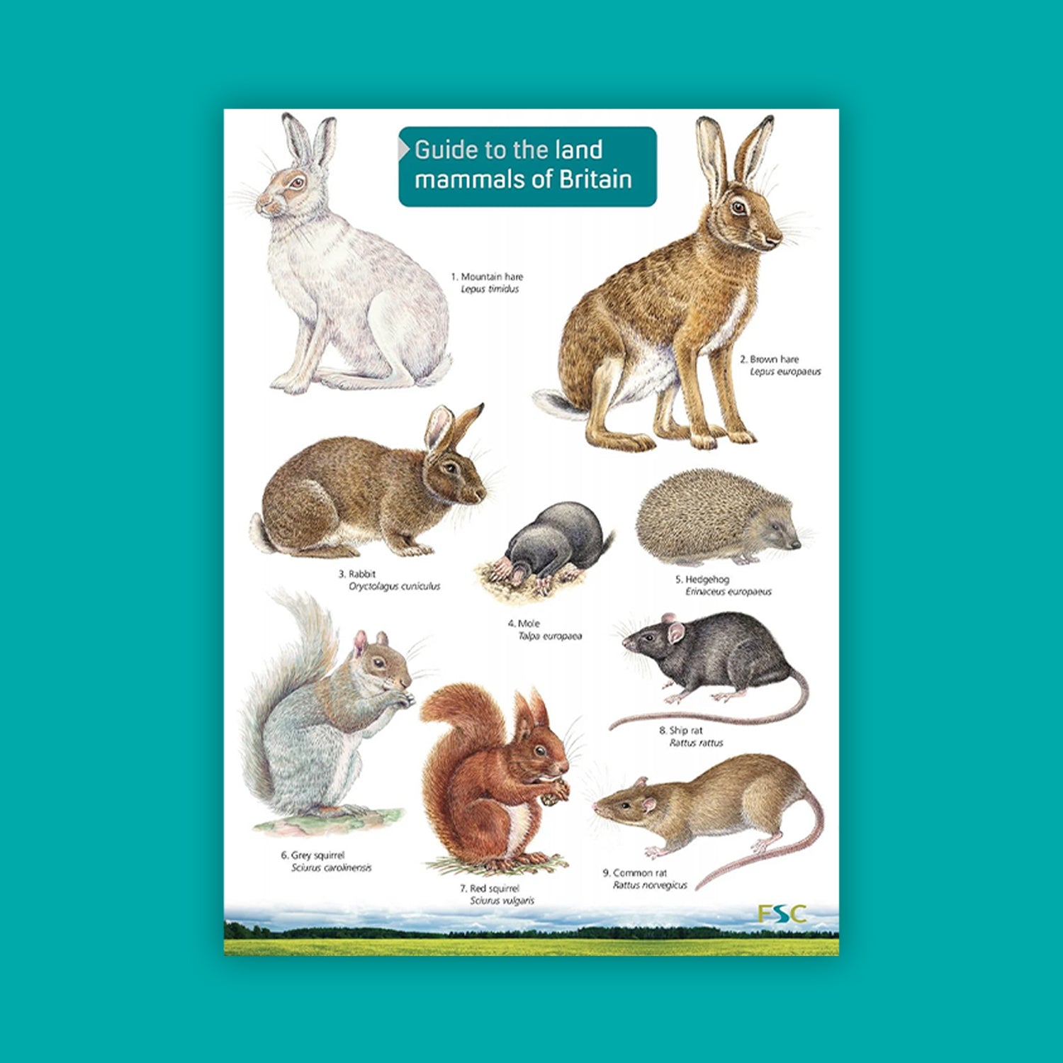 Guide to the Land Mammals of Britain - FSC Guide