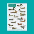 Guide to Ducks, Geese and Swans - FSC Guide