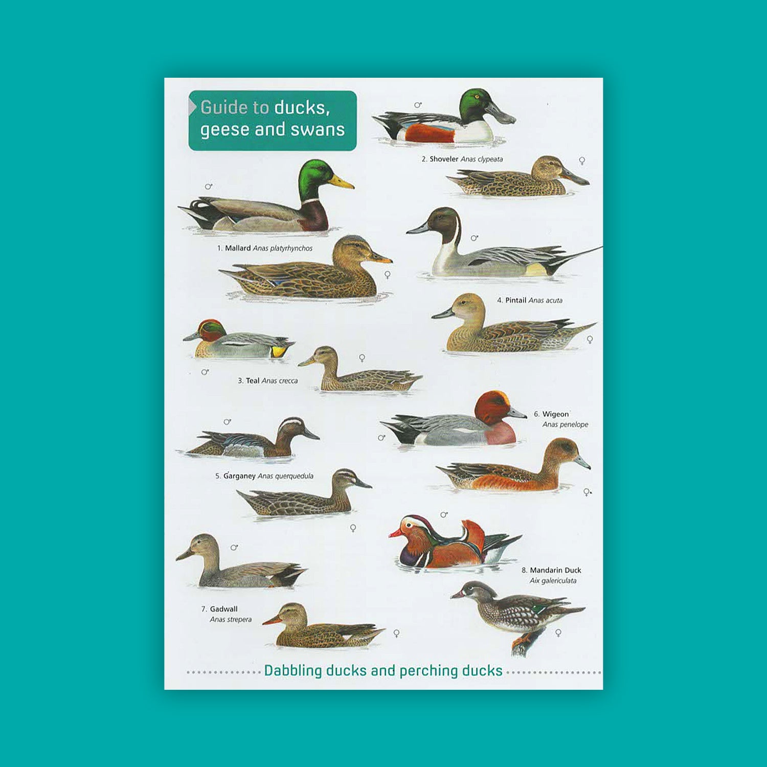 Guide to Ducks, Geese and Swans - FSC Guide