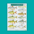 Guide to Freshwater Fishes - FSC Guide