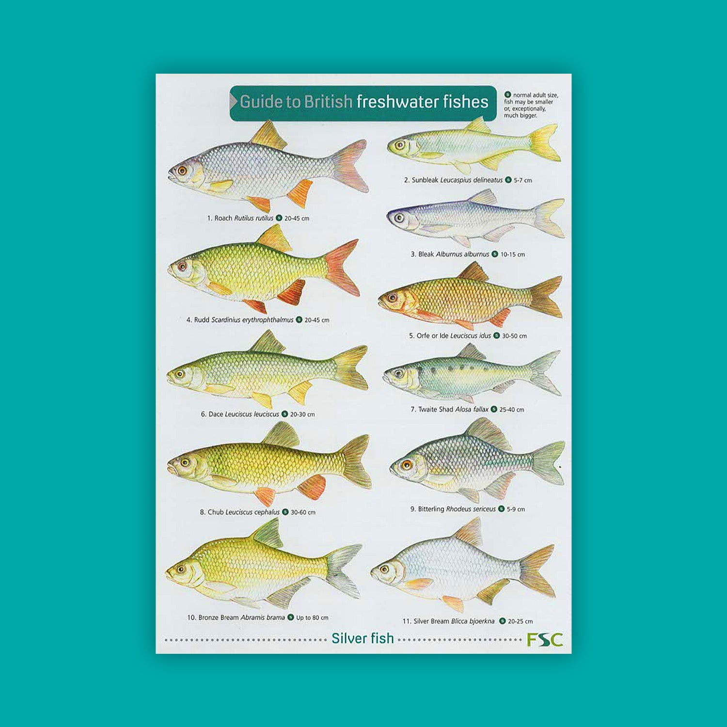 Guide to Freshwater Fishes - FSC Guide