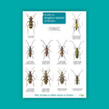 Guide to Longhorn Beetles of Britian - FSC Guide