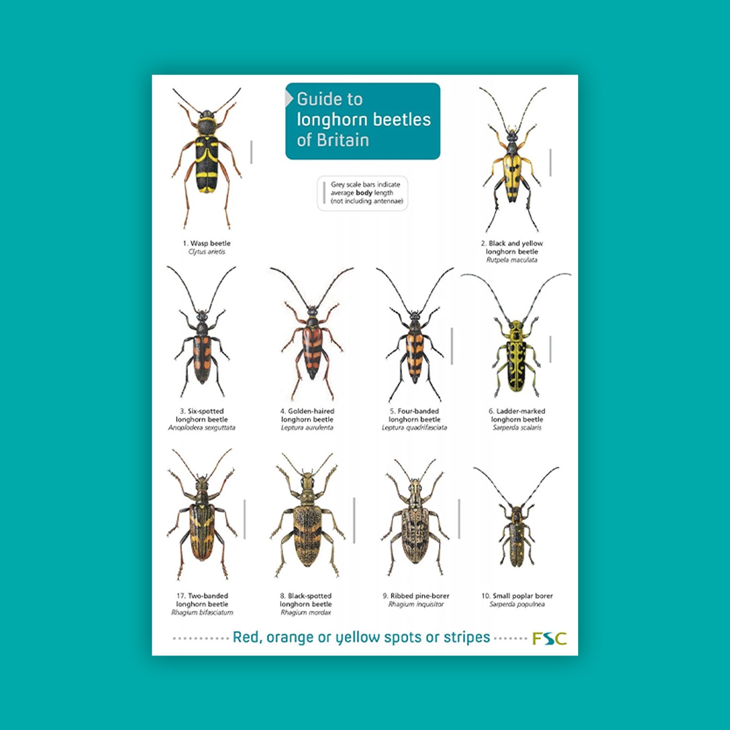 Guide to Longhorn Beetles of Britian - FSC Guide
