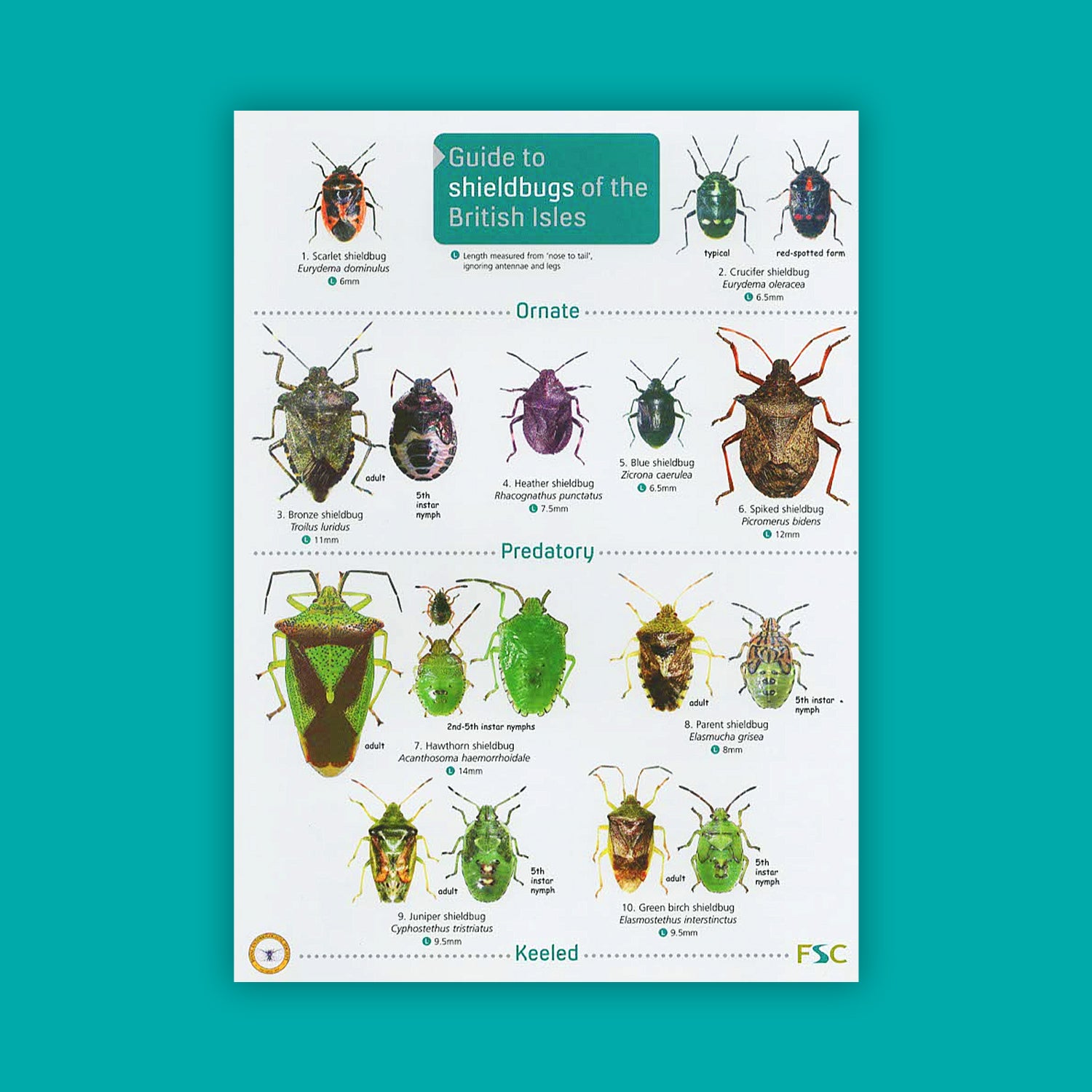 Guide to Shield Bugs of the British Isles - FSC Guide