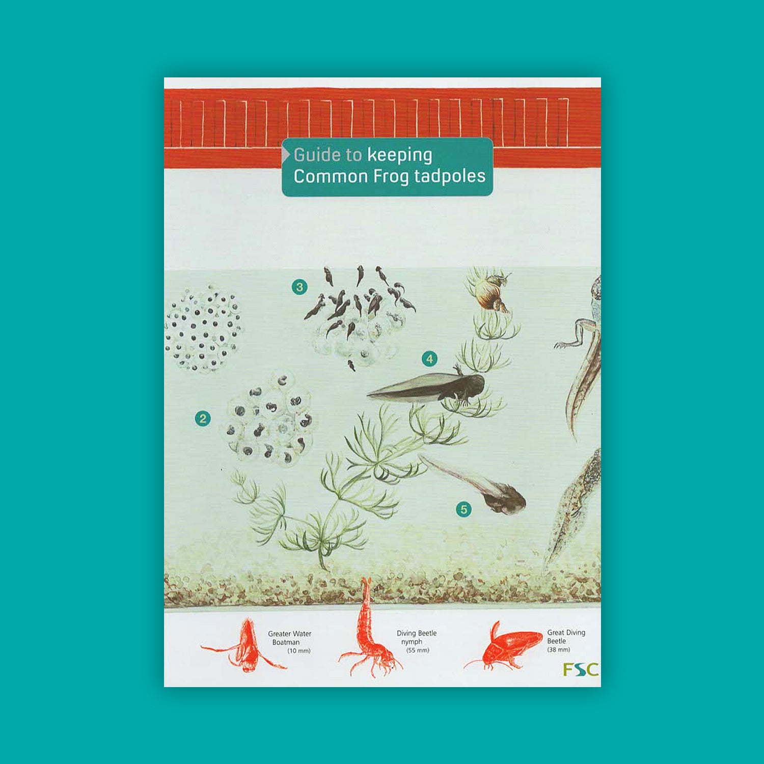 Guide to keeping Common Frog tadpoles - FSC Guide