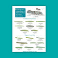Guide to the Caterpillars of the Butterflies of Britain & Ireland - FSC Guide